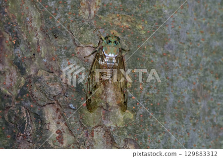 Min min cicada 129883312