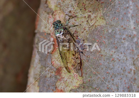 Min min cicada Min min cicada 129883318