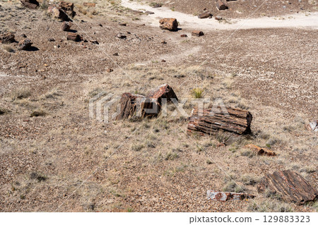 Petrified wood pieces in Petrified Forest National Park, Arizona Petrified wood pieces in Petrified Forest National Park, Arizona 129883323