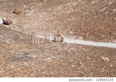 Petrified wood pieces in Petrified Forest National Park, Arizona 129883324