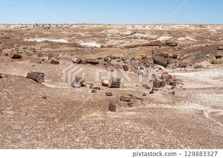 Petrified wood pieces in Petrified Forest National Park, Arizona 129883327