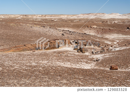 Petrified wood pieces in Petrified Forest National Park, Arizona 129883328