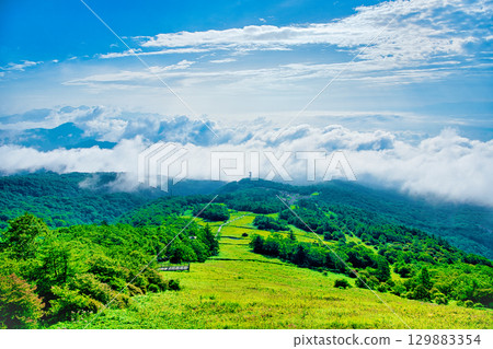 Kisuge-daira Garden and sea of clouds in Kirifuri Plateau, Nikko City, Tochigi Prefecture 129883354
