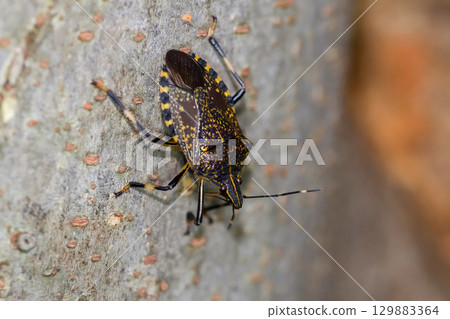 馬達拉蟲 129883364