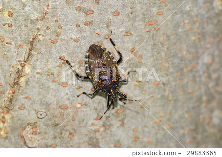 馬達拉蟲 129883365