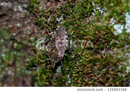 馬達拉蟲 129883366