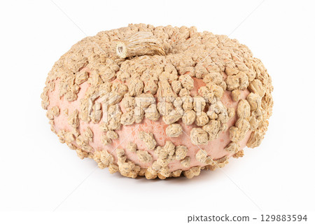 Galeux d'Eysines Peanut Pumpkin Isolated on White Galeux d'Eysines Peanut Pumpkin Isolated on White 129883594