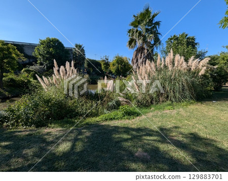 Colorful autumn landscape with Cortaderia selloana near a pond in the botanical garden in Cordoba, Argentina Colorful autumn landscape with Cortaderia selloana near a pond in the botanical garden in Cordoba, Argentina 129883701