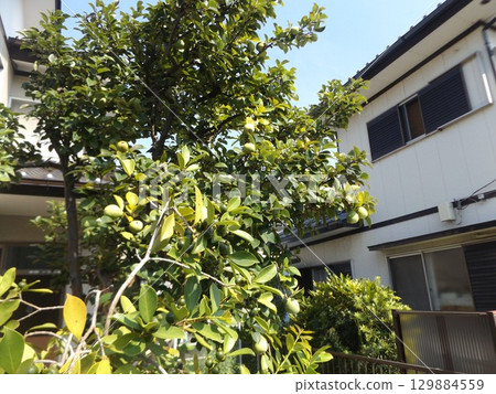 Beyond the guava fruit is a quince fruit Beyond the guava fruit is a quince fruit 129884559