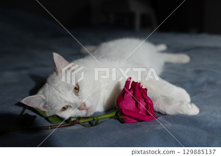 White Cat Resting on a Bed With a Pink Rose Beside It in a Dimly Lit Room White Cat Resting on a Bed With a Pink Rose Beside It in a Dimly Lit Room 129885137