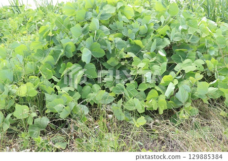 A photo of a wasteland overgrown with kudzu 129885384