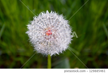 Ladybug in the middle of a dandelion. Macro 129885461