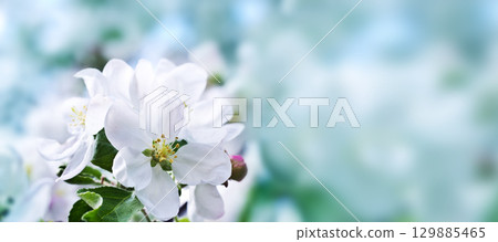 Flowers of an apple-tree in the spring. Beautiful nature background outdoors in spring. Macro. 129885465