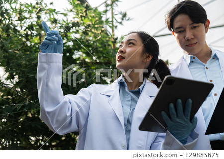 Young Scientist Examining Cannabis Plants in a Modern Greenhouse with Natural Sunlight and Advanced Agricultural Technique 129885675