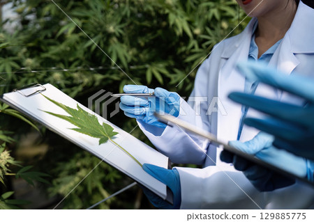 Scientists in Laboratory Coats Analyzing Cannabis Leaf with Clipboard and Pen in Outdoor Research Facility Scientists in Laboratory Coats Analyzing Cannabis Leaf with Clipboard and Pen in Outdoor Research Facility 129885775