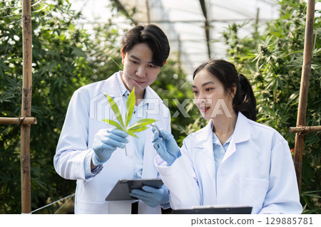 Scientists Analyzing Cannabis Plants in a Greenhouse for Research and Development Purposes Scientists Analyzing Cannabis Plants in a Greenhouse for Research and Development Purposes 129885781