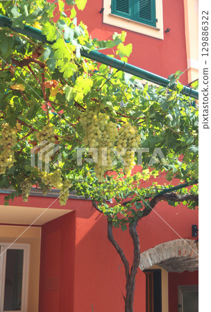 Canopy on terrace with grape branches. Pergola in yard in courtyard of house in summer, Italy. Food and nature of Liguria. Organic products, wine. 129886322