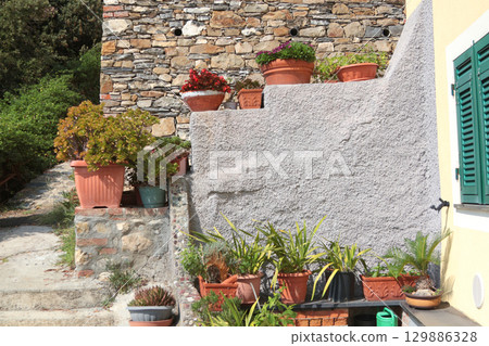 Exotic flower, succulent on stone step near house on sunny summer day in Liguria, Italy. Nature and buildings. Copy space for text. Exotic flower, succulent on stone step near house on sunny summer day in Liguria, Italy. Nature and buildings. Copy space for text. 129886328