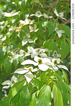 秩父散步 - 樹木 山茱萸科 山茱萸屬植物 秩父散步 - 樹木 山茱萸科 山茱萸屬植物 129886330
