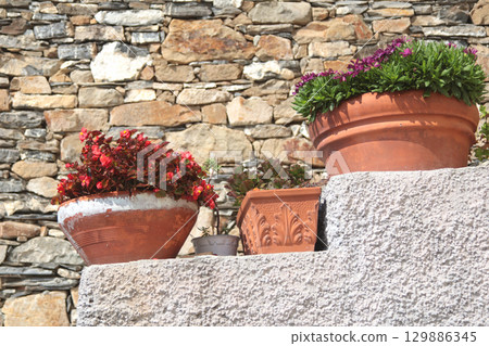 Exotic flower, succulent on stone step near house on sunny summer day in Liguria, Italy. Nature and buildings. Copy space for text. 129886345