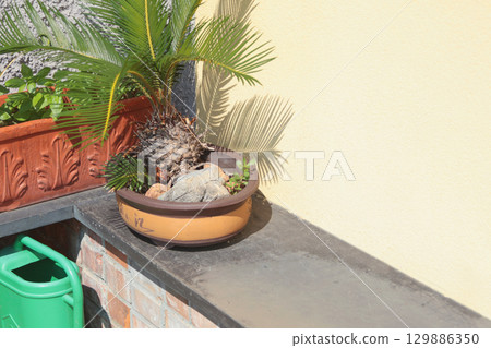 Exotic flower, succulent on stone step near house on sunny summer day in Liguria, Italy. Nature and buildings. Copy space for text. 129886350