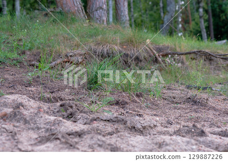 New grass sprouting in a sandy area near the forest during late summer 129887226