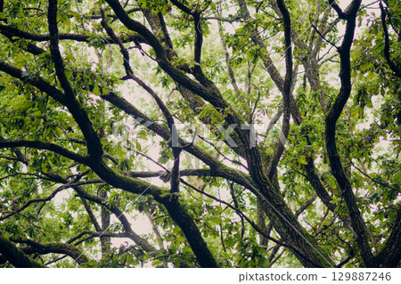 Branches intertwine above, creating a lush canopy in a serene woodland setting 129887246