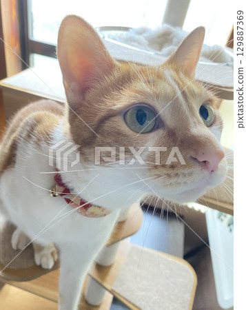 家貓 家貓 129887369