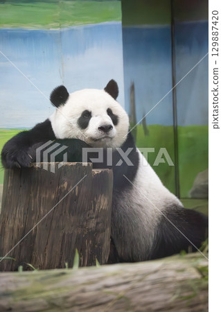 Lazy and comfortable giant panda 129887420