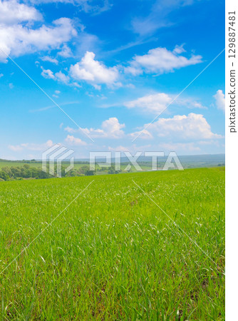 Vibrant Green Field under a Blue Sky. Flowering Pea Plant with a Green Stem. Vibrant Green Field under a Blue Sky. Flowering Pea Plant with a Green Stem. 129887481