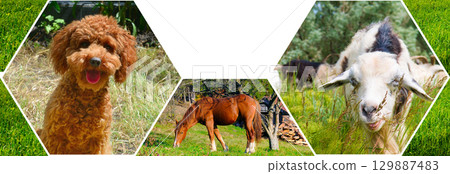 Collage of Domestic Animals: Dog, Horse, and Goat. Collage of Domestic Animals: Dog, Horse, and Goat. 129887483