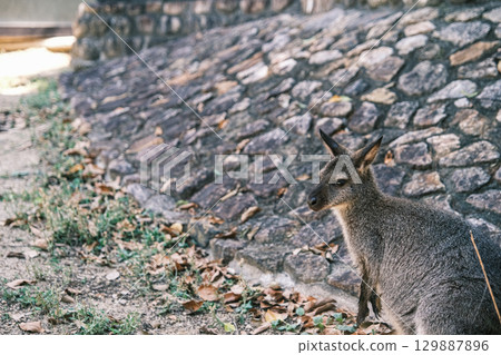 [#Zoo] Wallaby 129887896