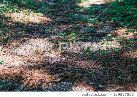 [#Plants] New life growing among fallen leaves 129887898