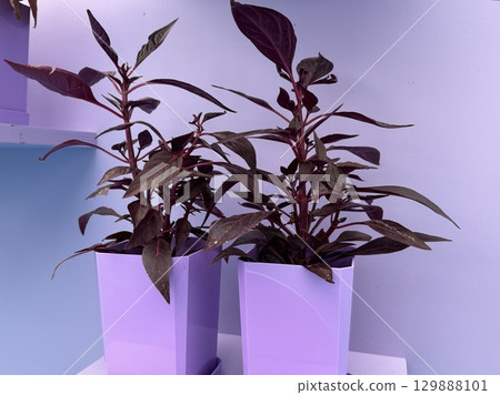 Cordylina Fruticosa Mambo plant on a colored background . High quality photo 129888101