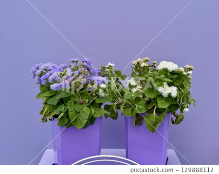 ageratum plant in a pot on a monochrome background. High quality photo ageratum plant in a pot on a monochrome background. High quality photo 129888112