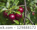 Ripe red plums on tree branches with green leaves in the garden. 129888172