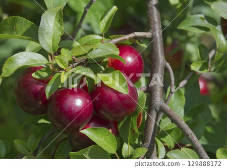 Ripe red plums on tree branches with green leaves in the garden. 129888172