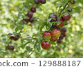 Ripe red plums on tree branches with green leaves in the garden. 129888187