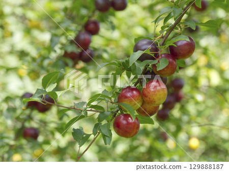 Ripe red plums on tree branches with green leaves in the garden. 129888187