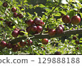Ripe red plums on tree branches with green leaves in the garden. 129888188