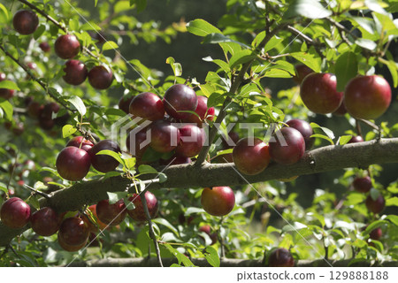 Ripe red plums on tree branches with green leaves in the garden. 129888188