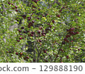 Ripe red plums on tree branches with green leaves in the garden. 129888190
