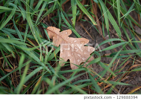 Brown oak leaf in grass. Bright autumn leaf in water drops after the rain in grass, fall concept Brown oak leaf in grass. Bright autumn leaf in water drops after the rain in grass, fall concept 129888394