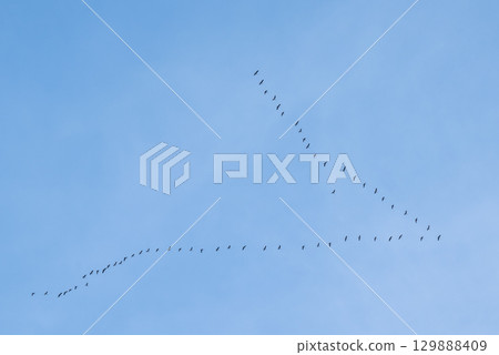 Flock of storks flying high in the sky. Storks fly to warm countries for winter 129888409