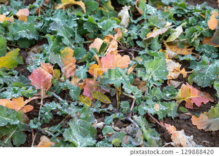 Rapeseed field after rain. Close up of winter crop rapeseed in autumn for harvest in the next year Rapeseed field after rain. Close up of winter crop rapeseed in autumn for harvest in the next year 129888420