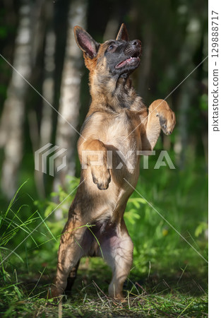 Belgian Malinois puppy in a forest, standing on its hind legs 129888717
