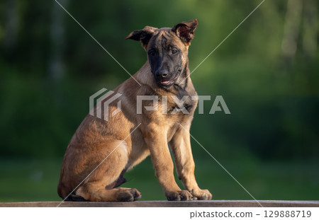 Portrait of a Belgian malinois Shepherd puppy sitting on a wooden parapet 129888719