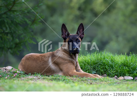 Belgian Malinois lying on grass in a natural setting 129888724