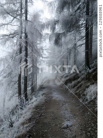 forest path lined with frosted trees and fog 129888961