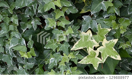 Green Green 129888977